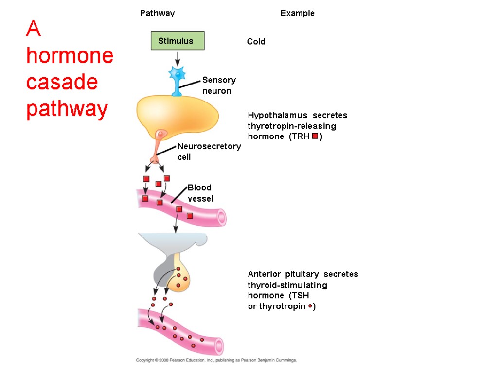Cold Pathway Stimulus Hypothalamus secretes thyrotropin-releasing hormone (TRH ) Example Sensory neuron Neurosecretory cell